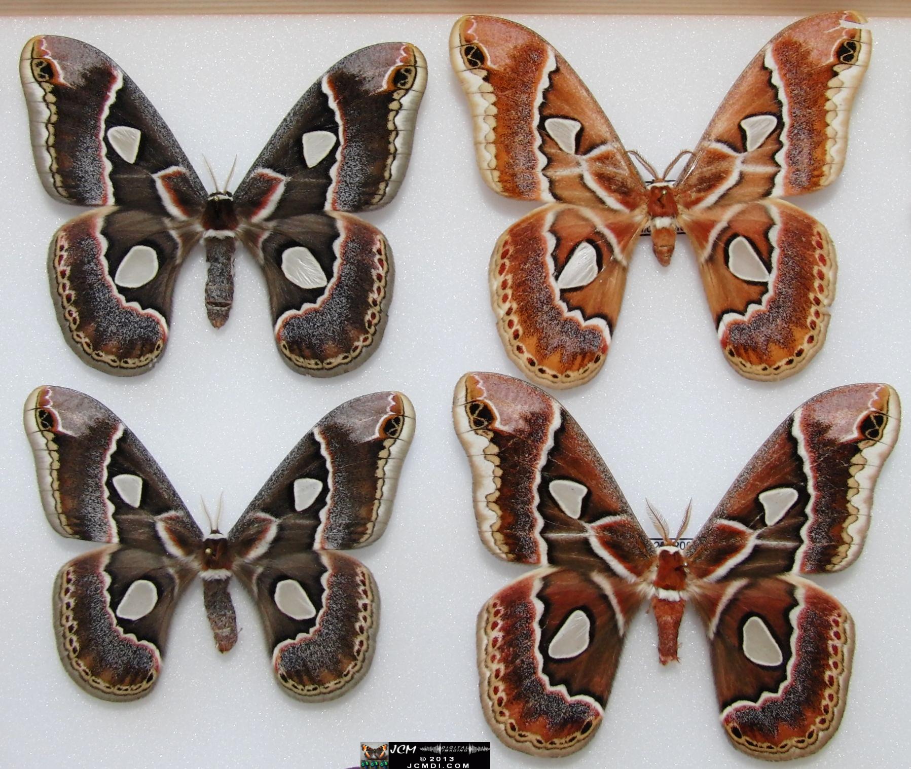 Rothschildia cincta? (set) 02-20-2010 